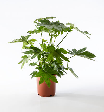 Fatsia japonica Fatsia japonica